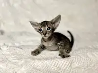 Котята породы петерболд, фотография 7