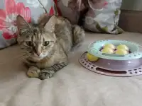 Кошечка в дар! молодая Ласковая, добрая нежная, стерелизована, фотография 11