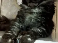 Котята, фотография 8
