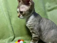 Котенок ДевонРекс, фотография 5