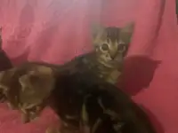 Бенгальские котята, фотография 2
