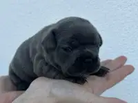 Щенки французского бульдога, фотография 2