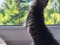 Кошечка в надёжные руки, фотография 5