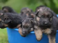 Чистокровные щенки овчарки