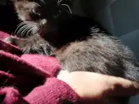 Отдам котят в добрые руки, фотография 4