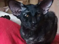 Ориентальные коты, фотография 5