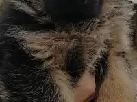 Щенки немецкой овчарки, фотография 4