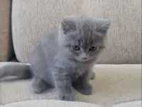 Британская короткошерстная девочка., фотография 4