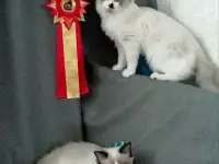 Котёнок Рэгдолл в любящую семью, фотография 6