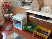 Квартирная передержка для котов