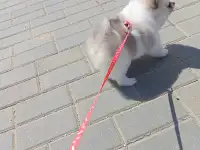 Продам щенка,мальчик2.5мес., фотография 2