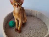 Котята, фотография 6