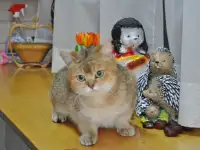 шотландцы, фотография 3