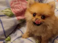 Домашние питомцы, фотография 2