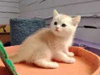 Шотландские котята. Мальчик., фотография 3