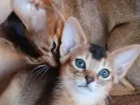 Продажа котят, фотография 3