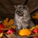 Кошечка ищет дом, фотография 2