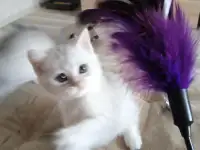 Шотландские котята серебристая шиншилла