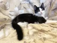 Самый ласковый Милс на свете