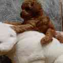 Той Пудель, фотография 3