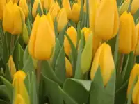 Тюльпаны жёлтые. Букеты  бонус