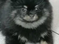 Щенки, фотография 2