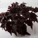 Королевские  бегонии.  Детки, фотография 4