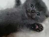 Котята вислоухие шотландские