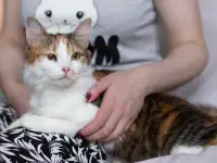 Пушинка - кошечка для человека, фотография 5