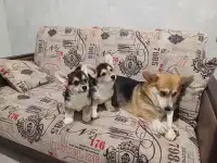 Самые дружелюбные коржики, фотография 10
