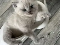 Британские котята, фотография 2