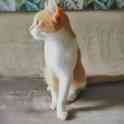 Котенок, фотография 3