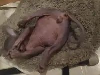 Котята донского сфинкса, фотография 4