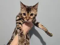 Бенгальский котенок девочка, фотография 3