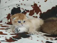Шотландские котята, золотая шиншилла, фотография 5