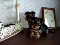 Щенки йорка