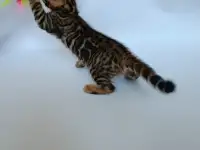 Бенгальские котята, фотография 5