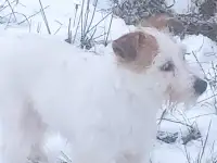 Джек Рассел терьер