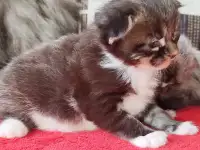 Котята мейн кун, фотография 1