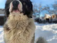 Кавказская овчарка вязка кобель, фотография 3