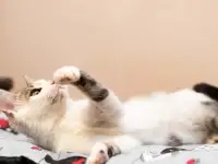 Кошка ГЛОРИЯ ищет дом, фотография 9