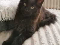 Котята Мейн Кунчики, фотография 2
