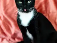 Котик в дар, фотография 3
