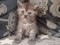 Шотландские котята, фотография 11