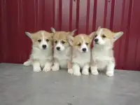 Щенки Корги Продажа, фотография 3