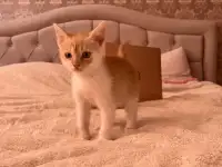 Миленький котенок ищет свой дом, фотография 4