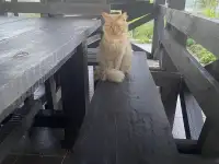 СОС! РЫЖИЙ КОТ ЗАМЕРЗАЕТ И ГОЛОДАЕТ НА ДАЧЕ! В ДАР!