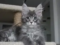 Котенок мейн-кун!, фотография 3