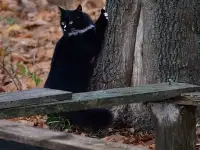 Кошка Поночка, фотография 4