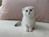 Шотландские котята, фотография 5